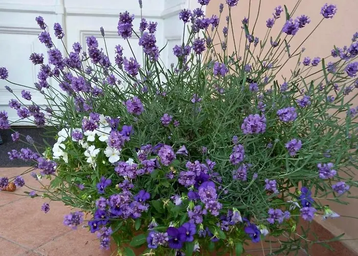 منزل للإقامة Milada بورتوروز